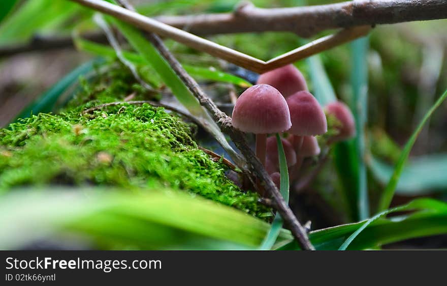 Mucena haematopus on a moss