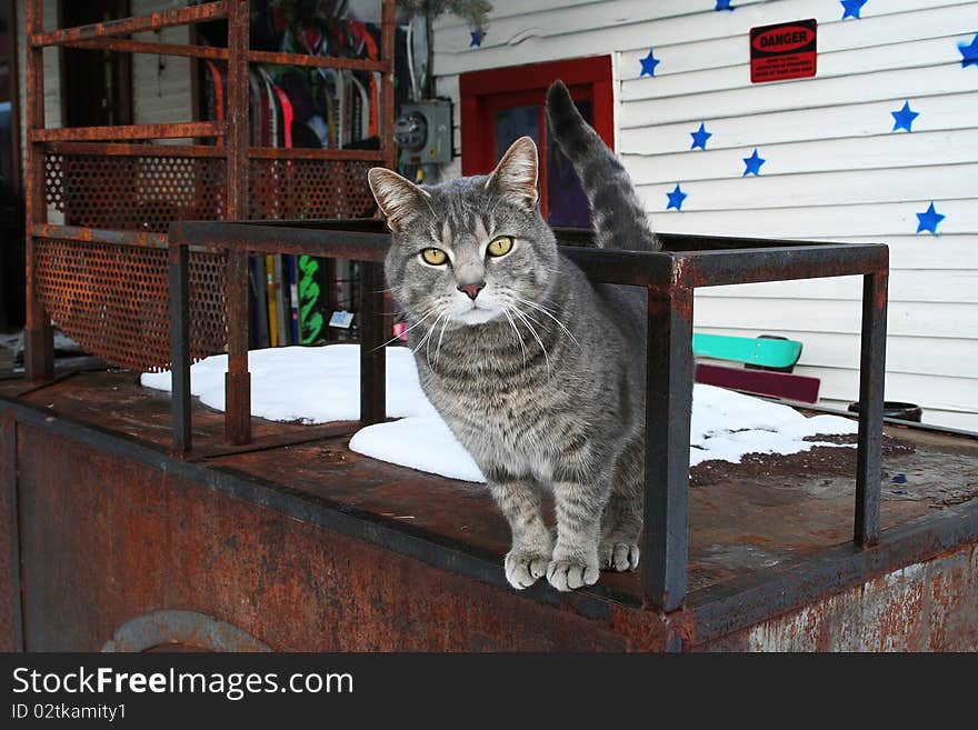 Stray cat in Telluride, Colorado