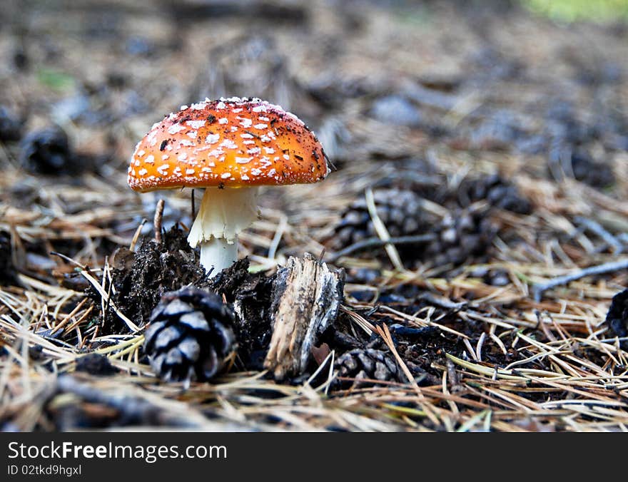 St. Petersburg, forest, autumn 2009
Amanita - some of the most toxic known mushrooms found worldwide. St. Petersburg, forest, autumn 2009
Amanita - some of the most toxic known mushrooms found worldwide