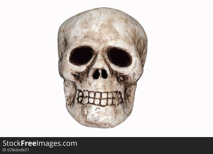 White human skull on a clean white background. White human skull on a clean white background