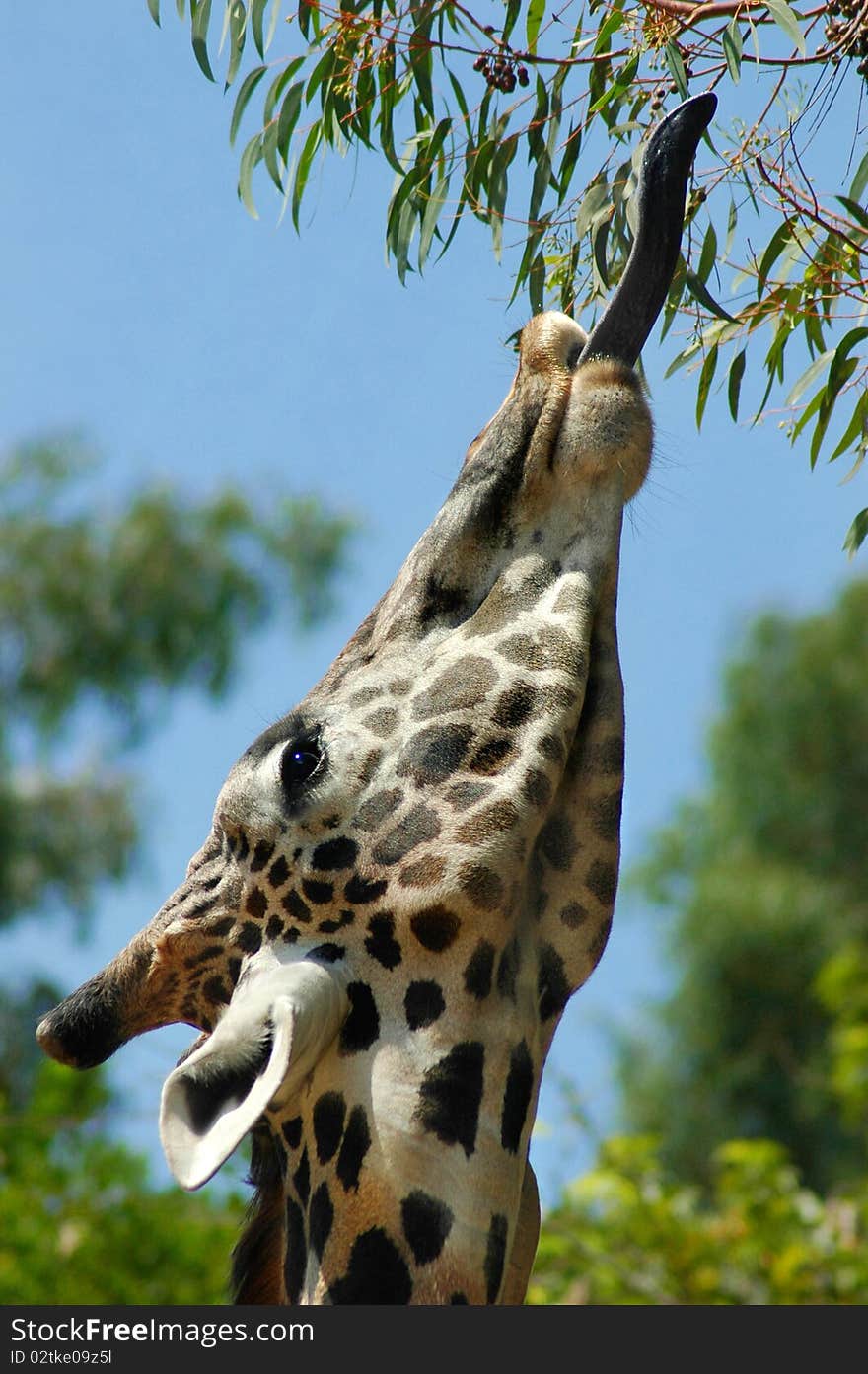 A giraffe stretches its tongue reaching for a high leafy branch. A giraffe stretches its tongue reaching for a high leafy branch