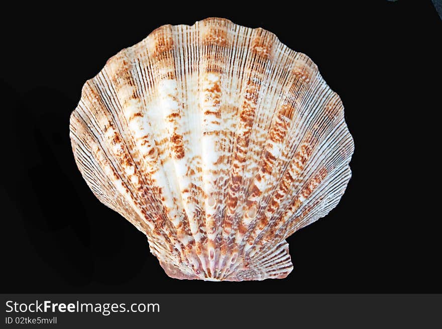 A detailed and colorful large seashell against clean black background