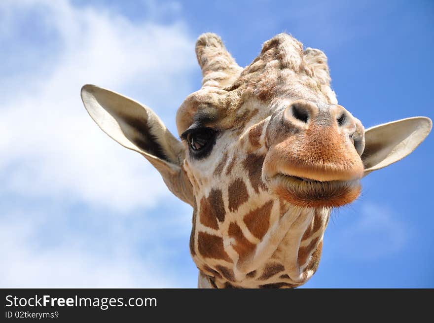 Giraffe face