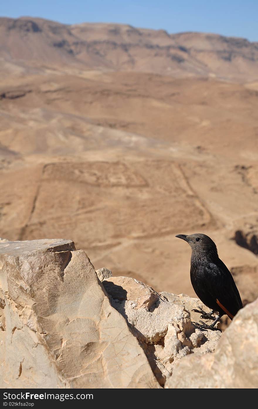 Masada Grackle