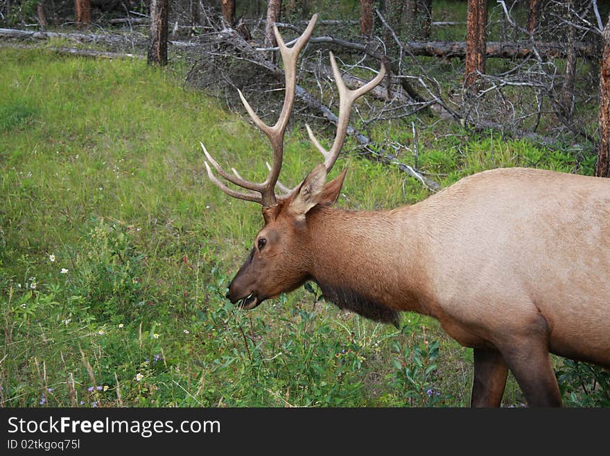 Elk Eating Close-up