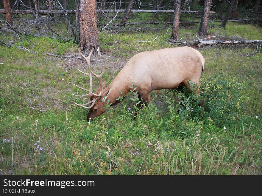 Elk Eating Vegetation