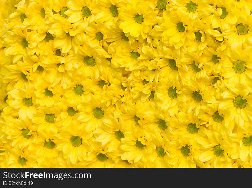 Pattern of colured fresh flowers ordered evenly. Pattern of colured fresh flowers ordered evenly