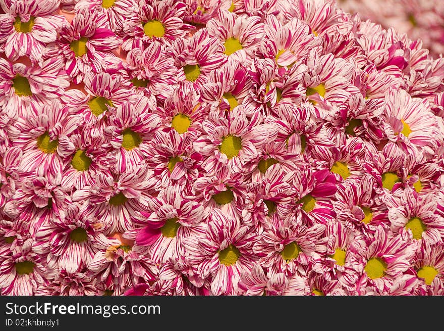 Pattern of colured fresh flowers ordered evenly. Pattern of colured fresh flowers ordered evenly