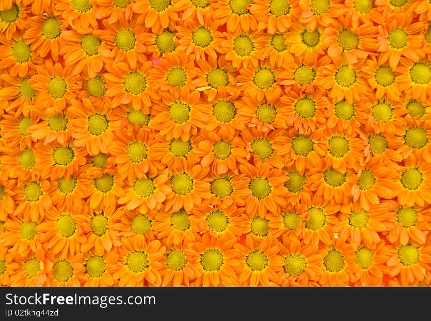 Pattern of colured fresh flowers ordered evenly. Pattern of colured fresh flowers ordered evenly