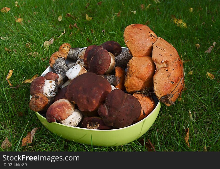 Raw mushrooms in the plaate on grass