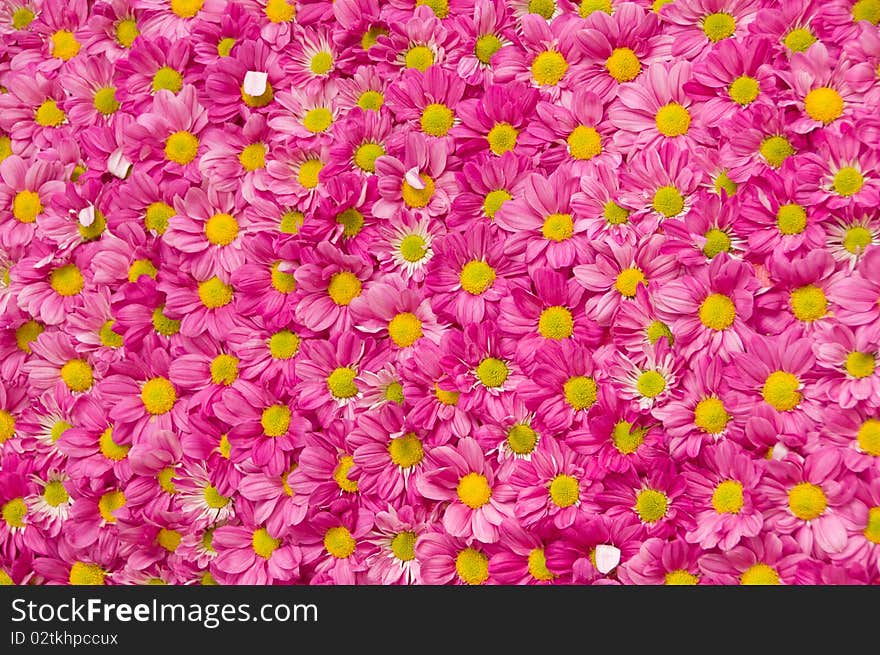 Pattern of colured fresh flowers ordered evenly. Pattern of colured fresh flowers ordered evenly