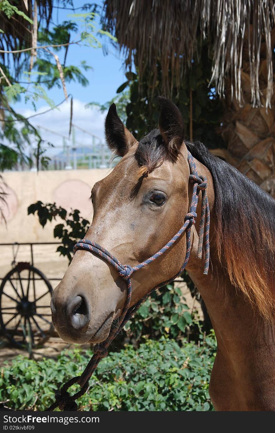 Head shot of young portugese stallion. Head shot of young portugese stallion