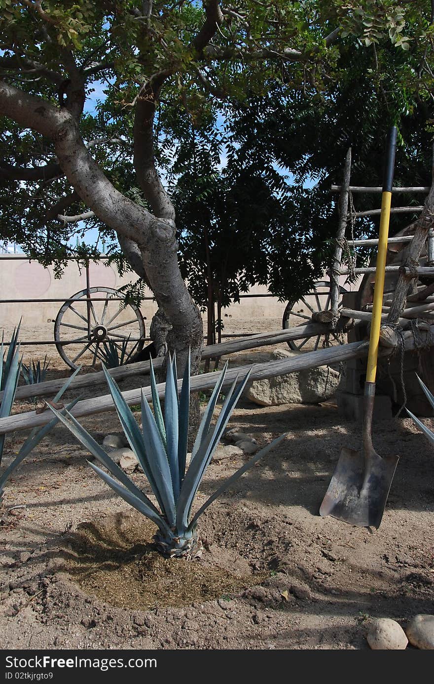 Agave plant with fertilizer being planted. Agave plant with fertilizer being planted