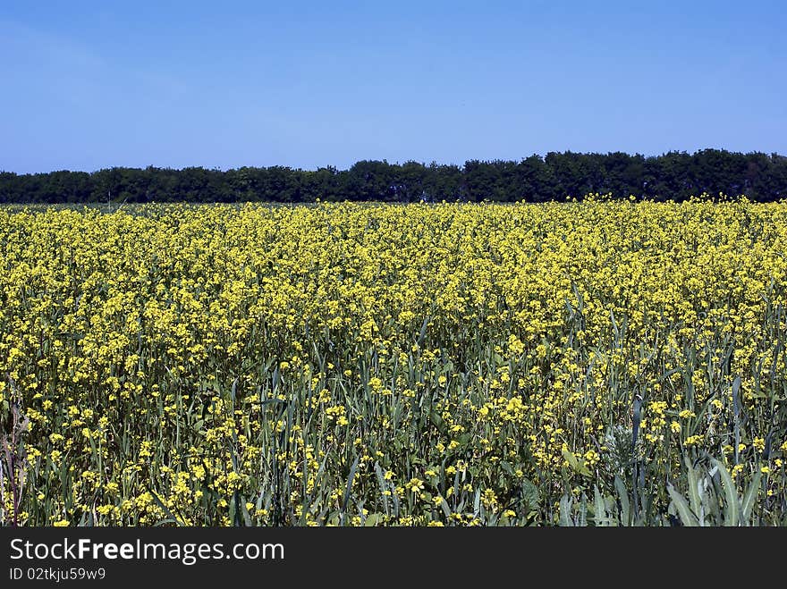 Field Of Flowers