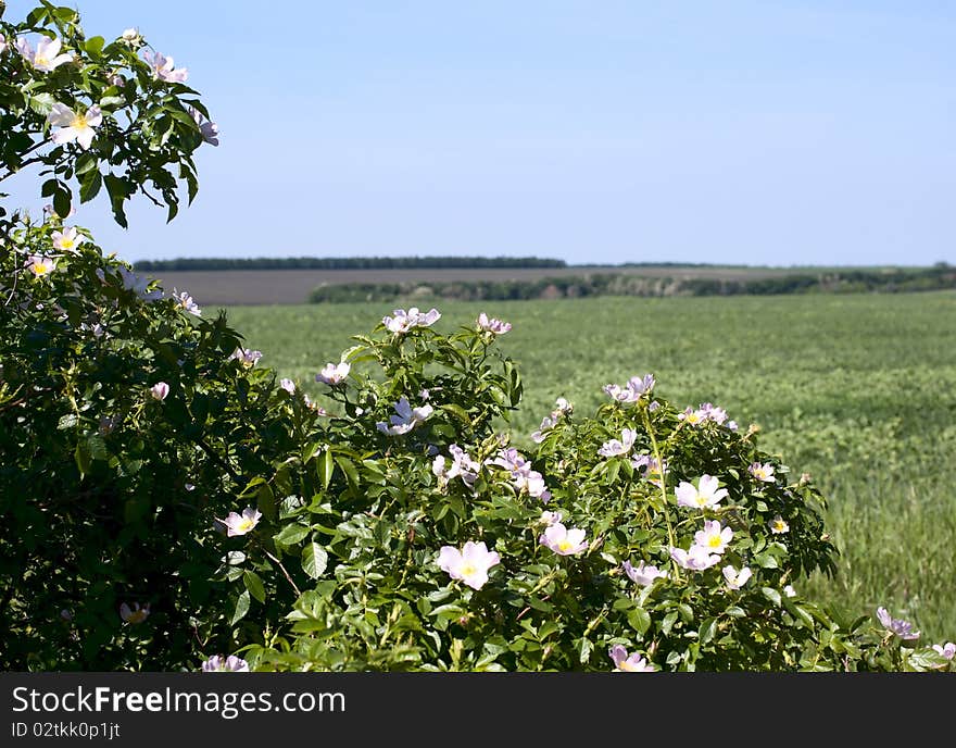 Summer landscape with blossoming dog rose on the foreground