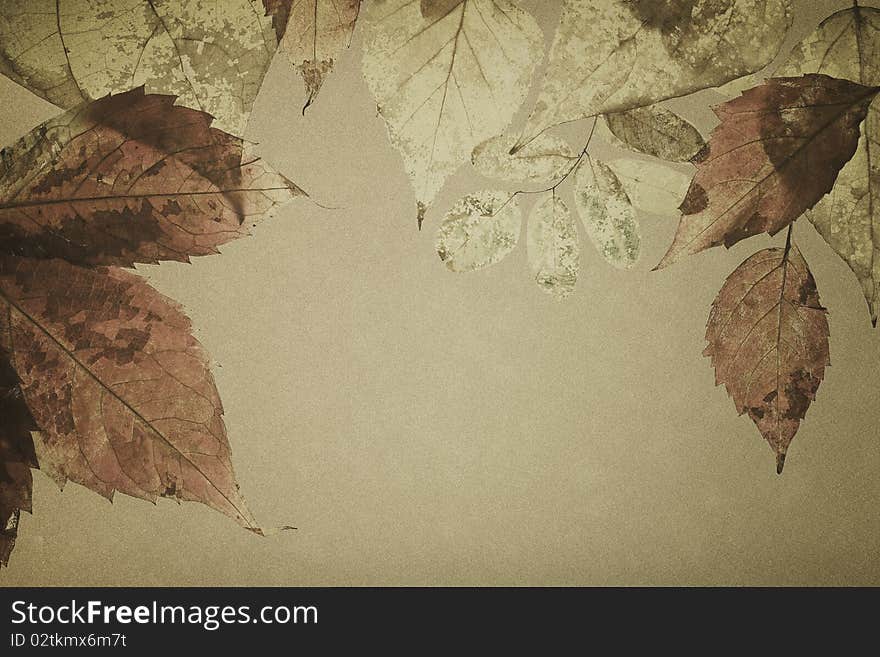 Autumnal leaves on vintage paper. Autumnal leaves on vintage paper