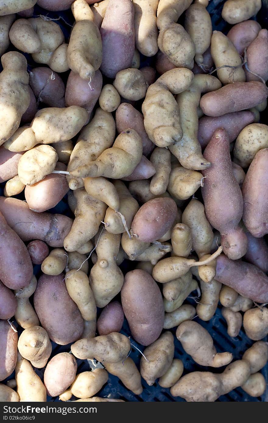 A hip of fingerlings potatoes on the farmer's market