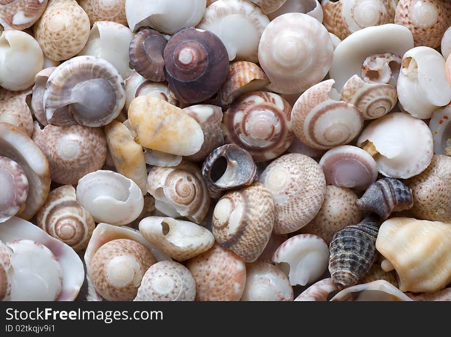 Cockleshell beach surface