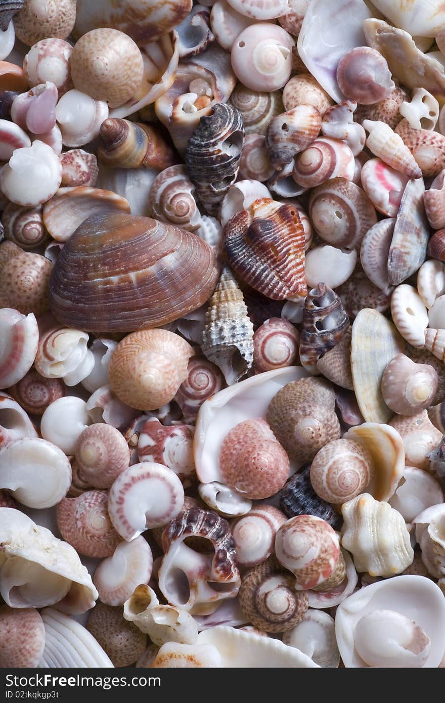 Cockleshell Beach Surface