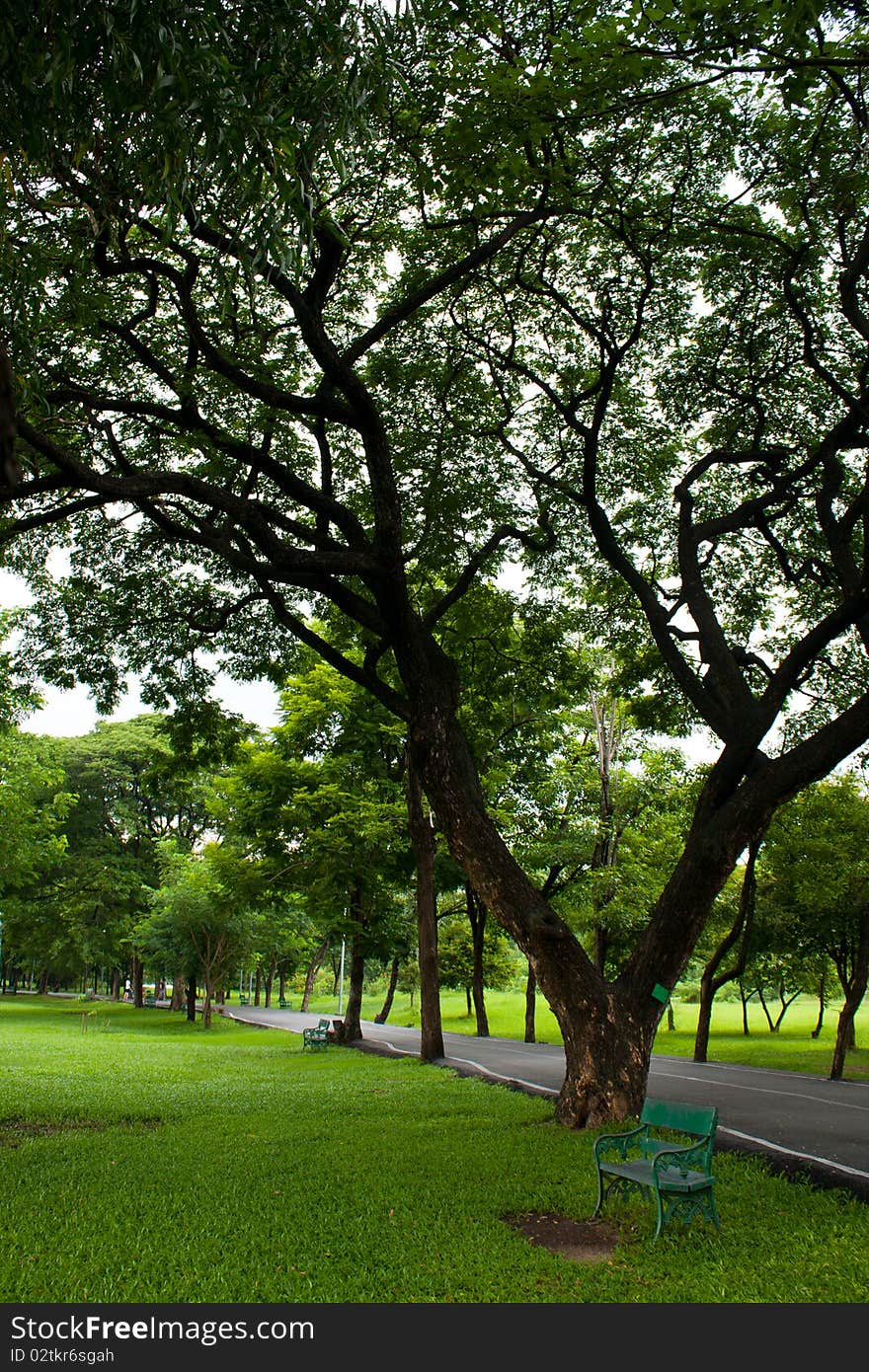 Bench and tree in park