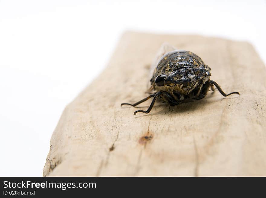 The single eye black cicada stop on the wood