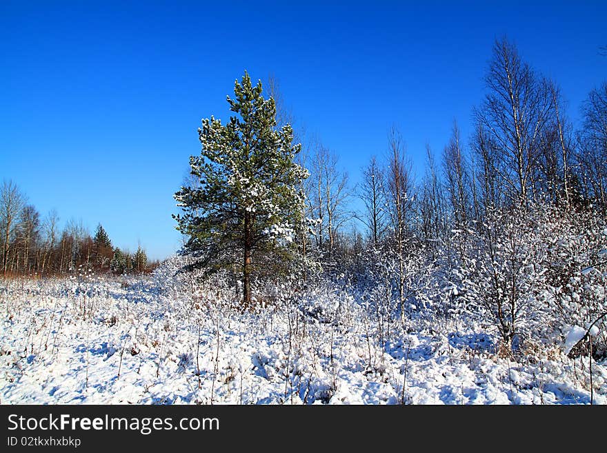 Pine on winter field