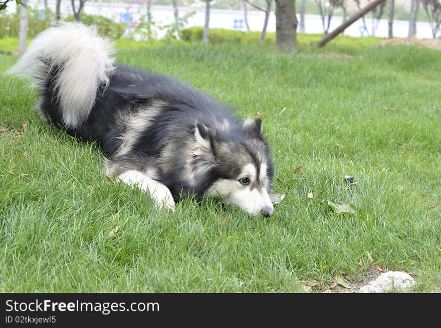 Alaskan Malamute`s funny face