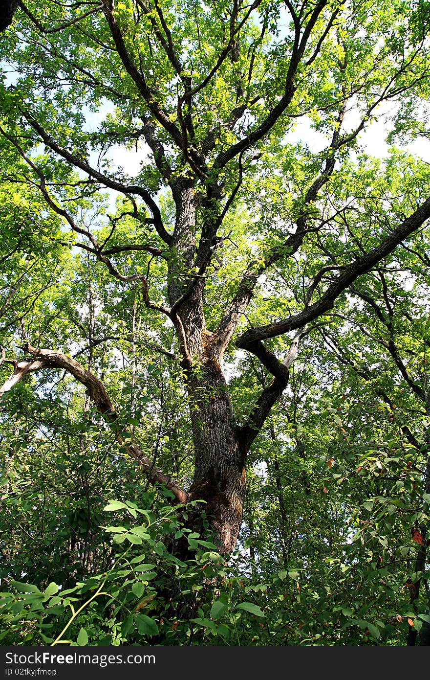 Big oak in summer wood