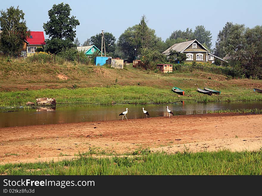 Cranes on coast river