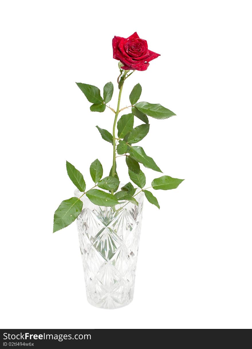 Red rose on a white background