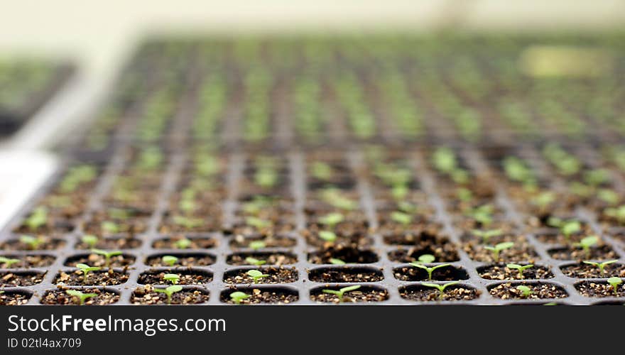 Small tobacco plants in a greenhouse