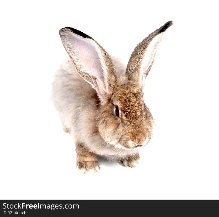 Rabbit on a white background