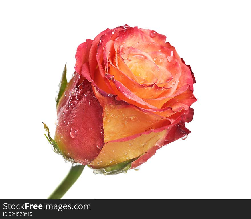 One rose with dew isolated on white background