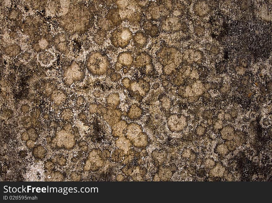 Globular mold wall textured background. Globular mold wall textured background