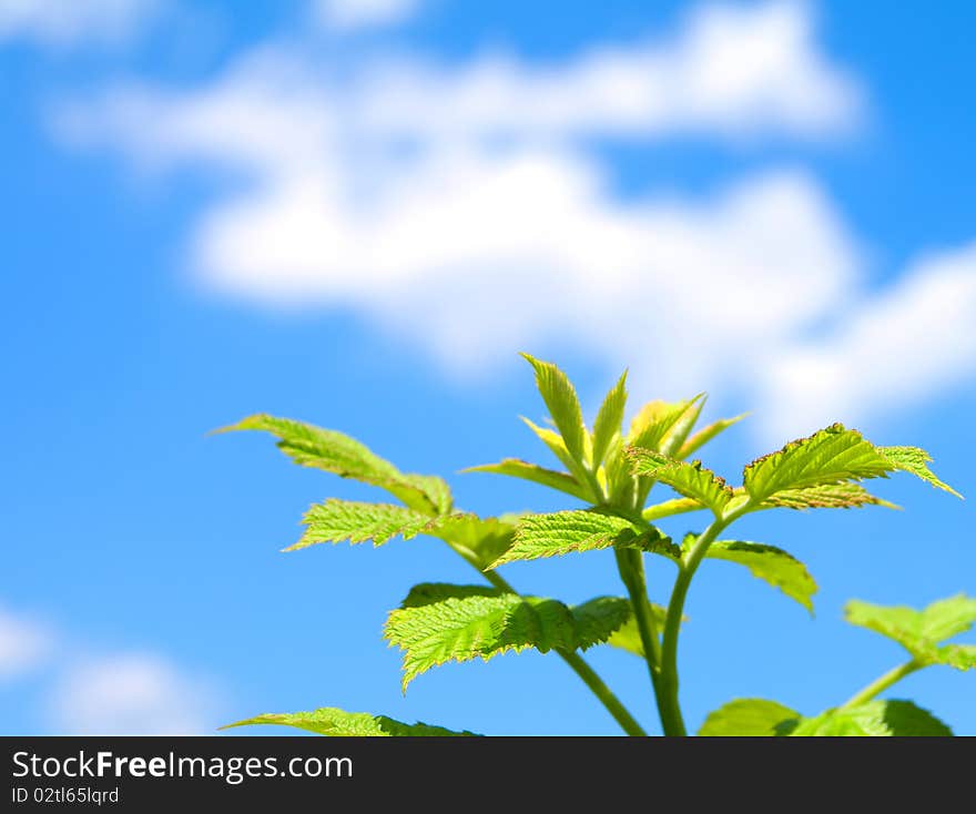 Green sprout on blue sky