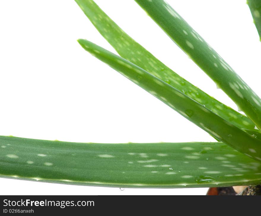 Aloe leaves isolated on white background