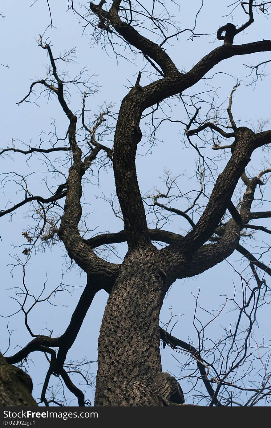 A tree in a park. A tree in a park