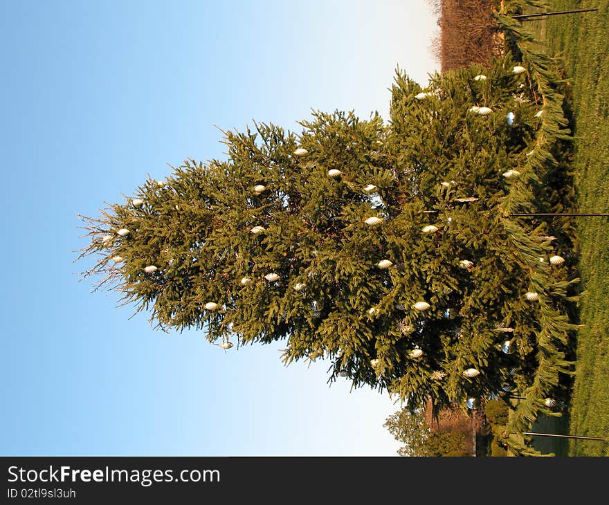 Christmas tree in a park