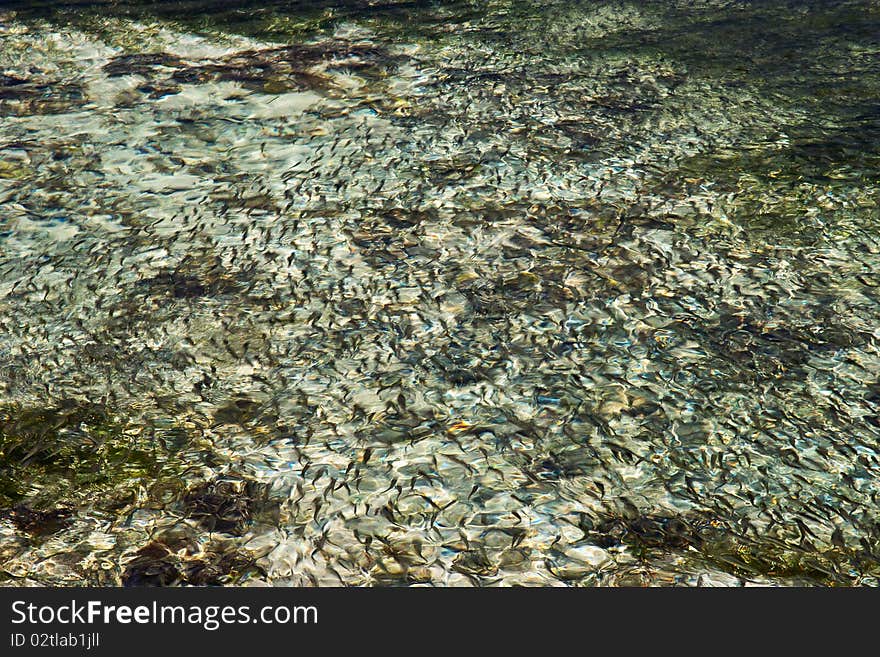 The cannot fishes is migrating in the clear water of the river, lake or sea. The cannot fishes is migrating in the clear water of the river, lake or sea.