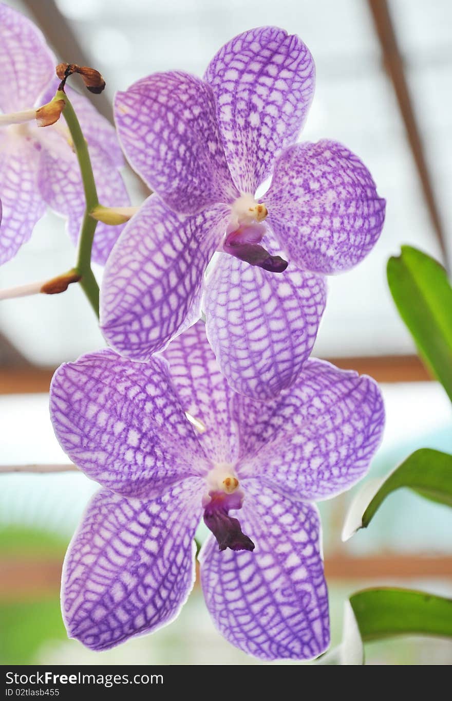 Vanda