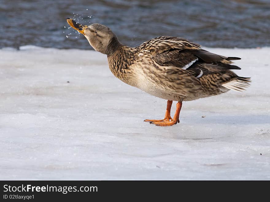 Mallard Duck on ice