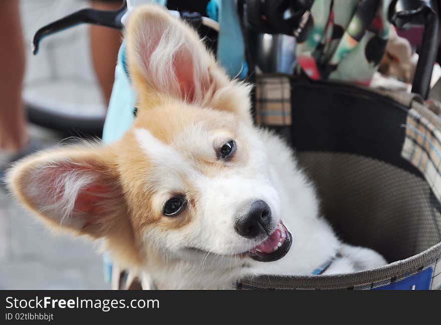 A dog in the bicycle basket