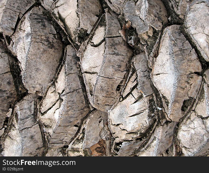 Palm bark as a background