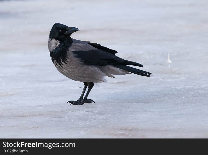 Hooded Crow On Ice