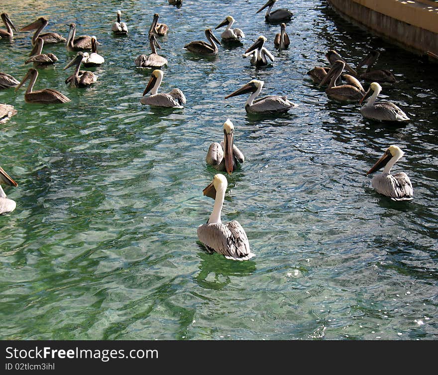 Pelicans