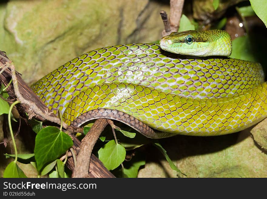 Red Tailed Green Snake in terrarium