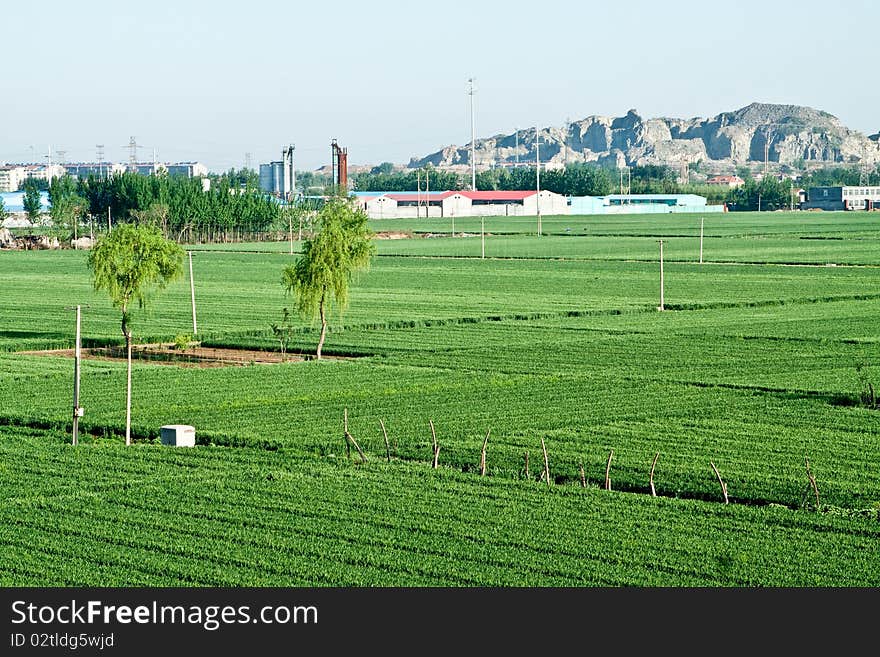 Green field in summer of countryside