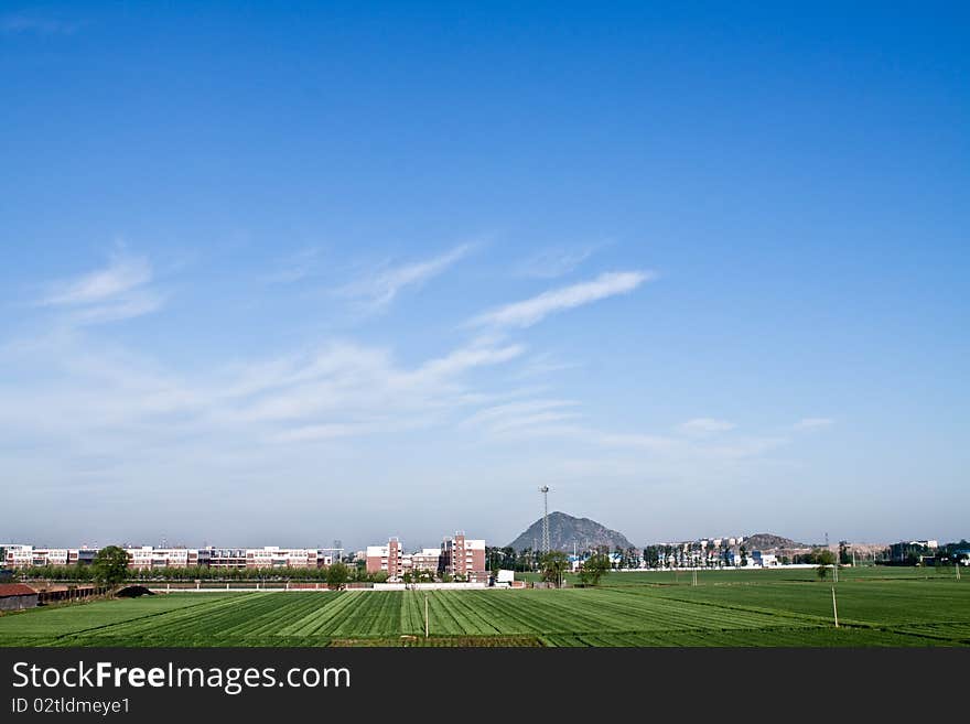 Green field in summer of countryside