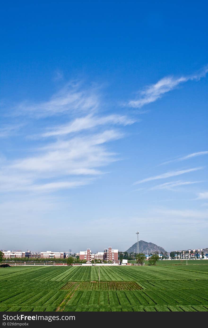 Green field in summer of countryside