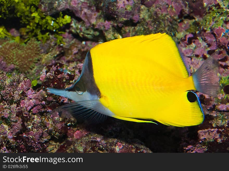 Long Nose Butterflyfish  in Aquarium